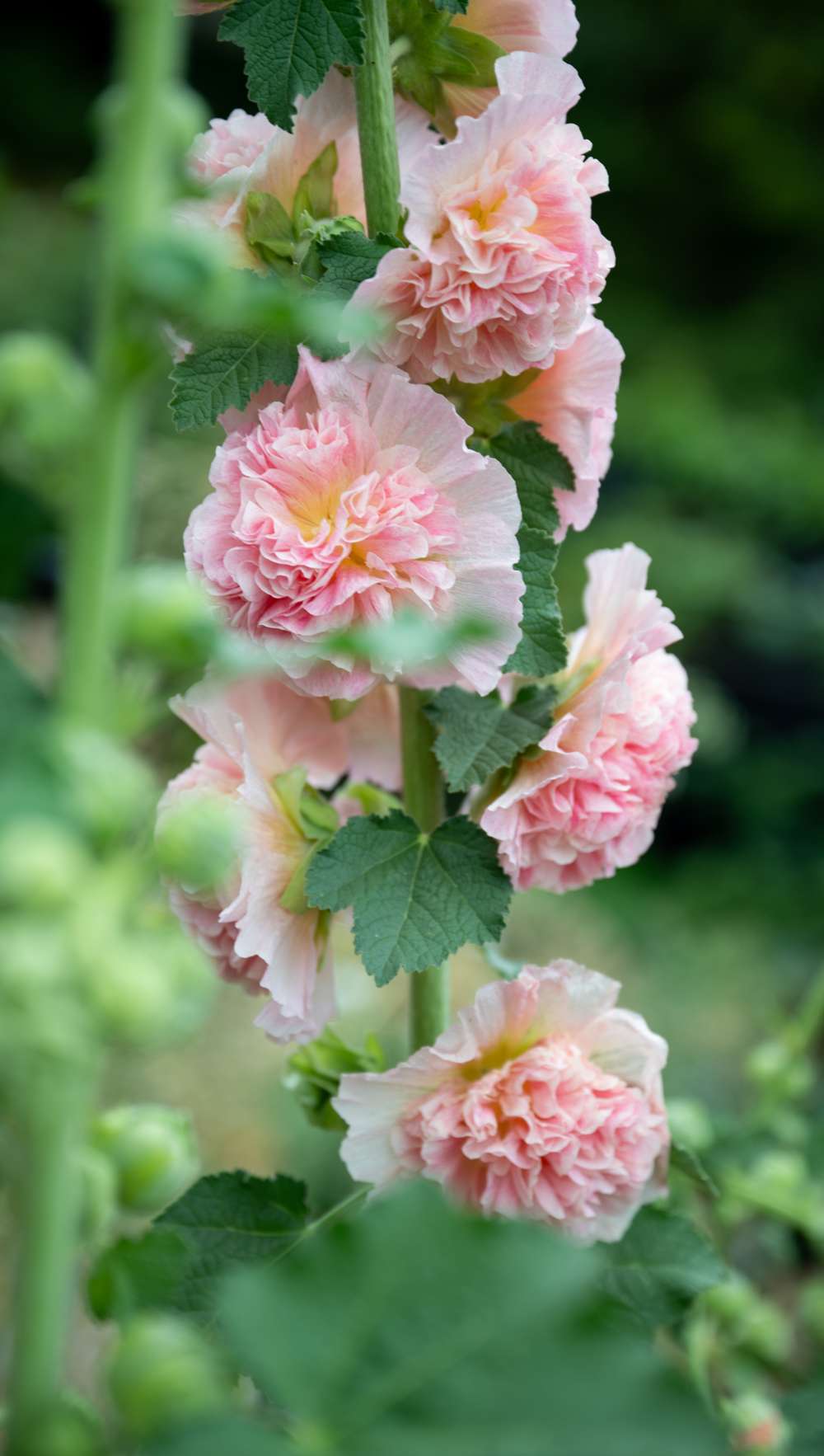 Stockros 'Peaches & Dreams'